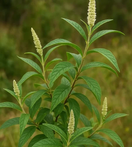 ChatGPT Image 6 dic 2025, 11_14_35 a.m.